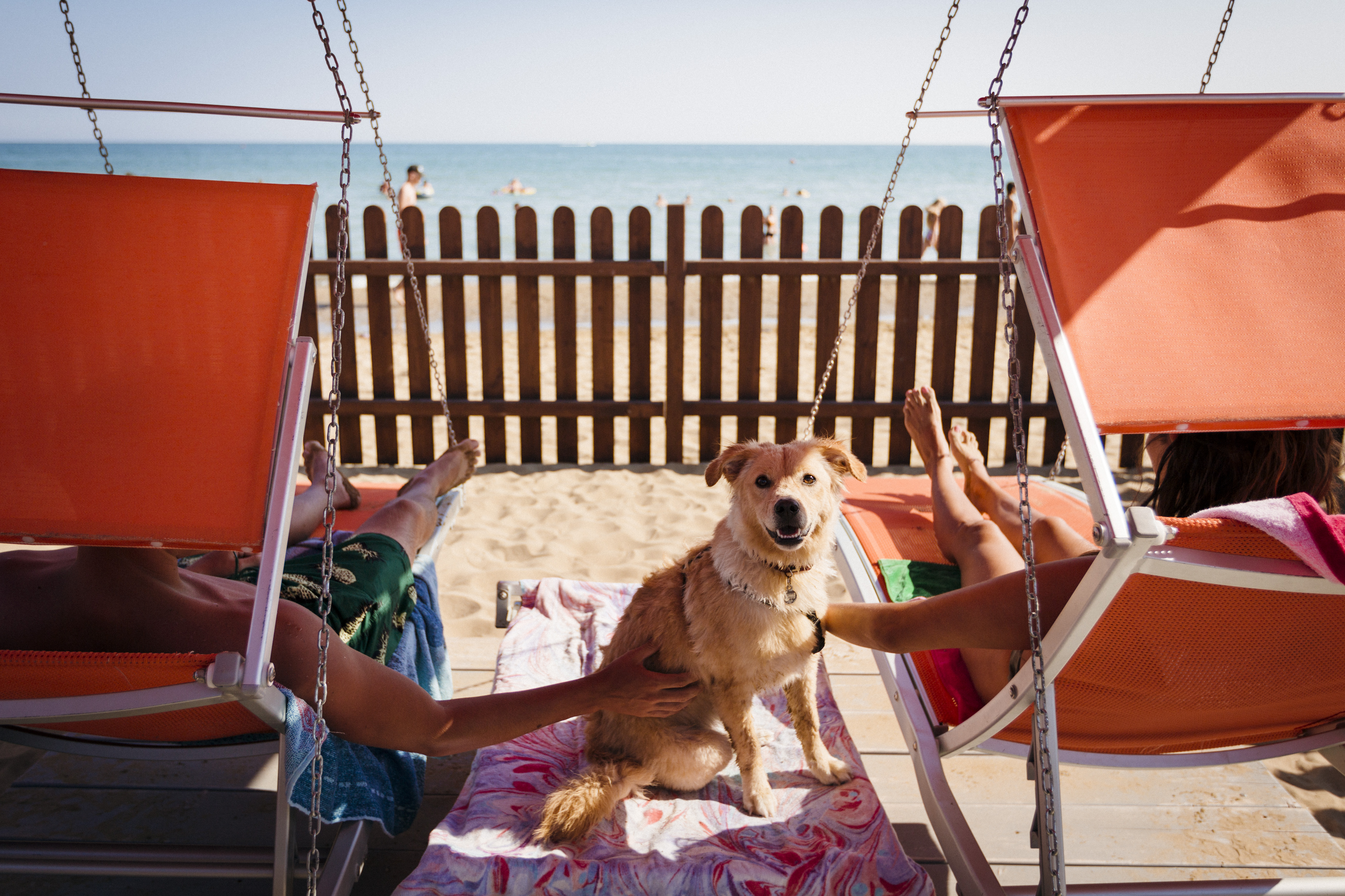 Cane su lettino alla Spiaggia di Pluto Bibione